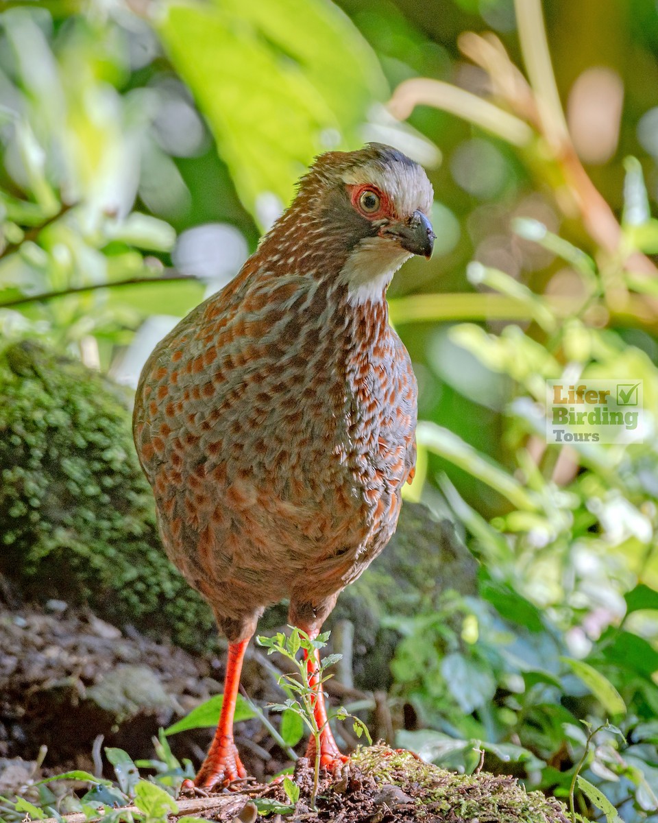 Buffy-crowned Wood-Partridge - ML646242521