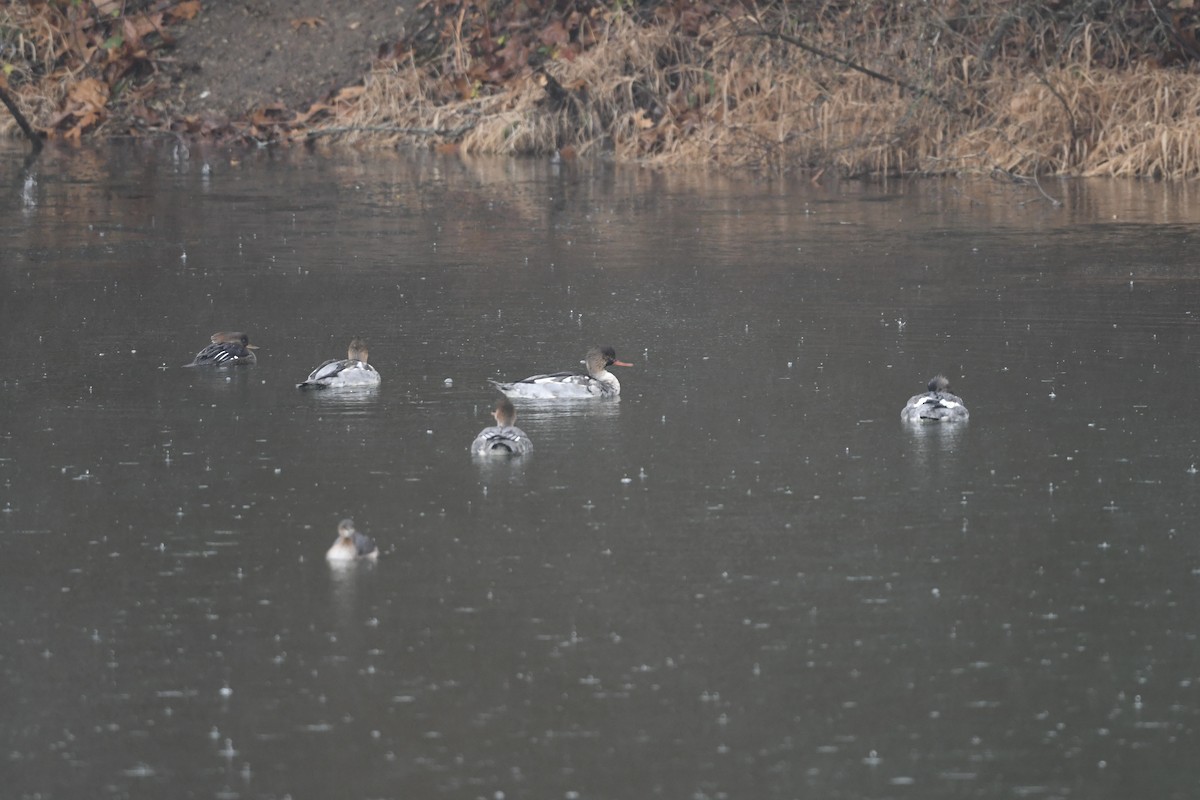 Red-breasted Merganser - ML646242522