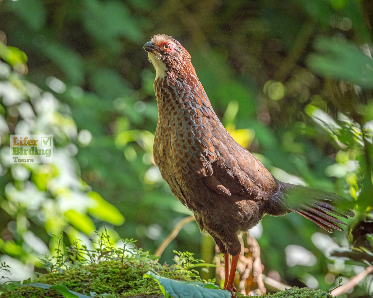Buffy-crowned Wood-Partridge - ML646242528