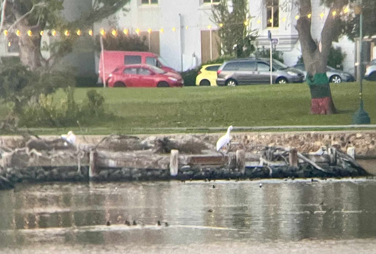 American White Pelican - ML646242530