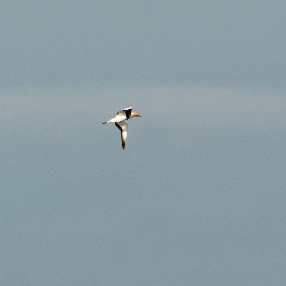 Australasian Gannet - ML646242533