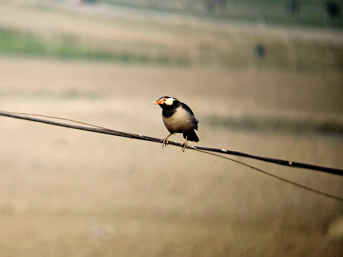 印度鵲椋鳥 - ML646242553