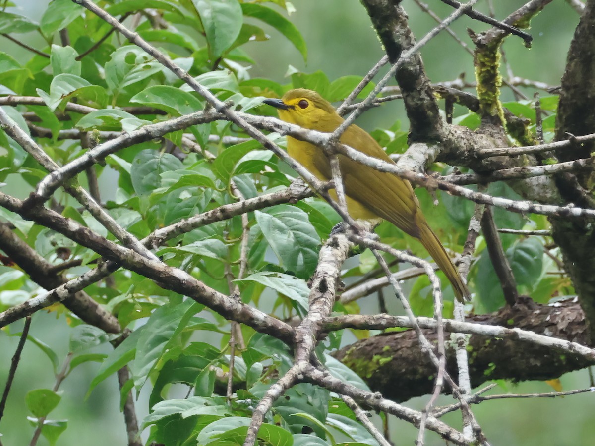 Yellow-browed Bulbul - ML646242554
