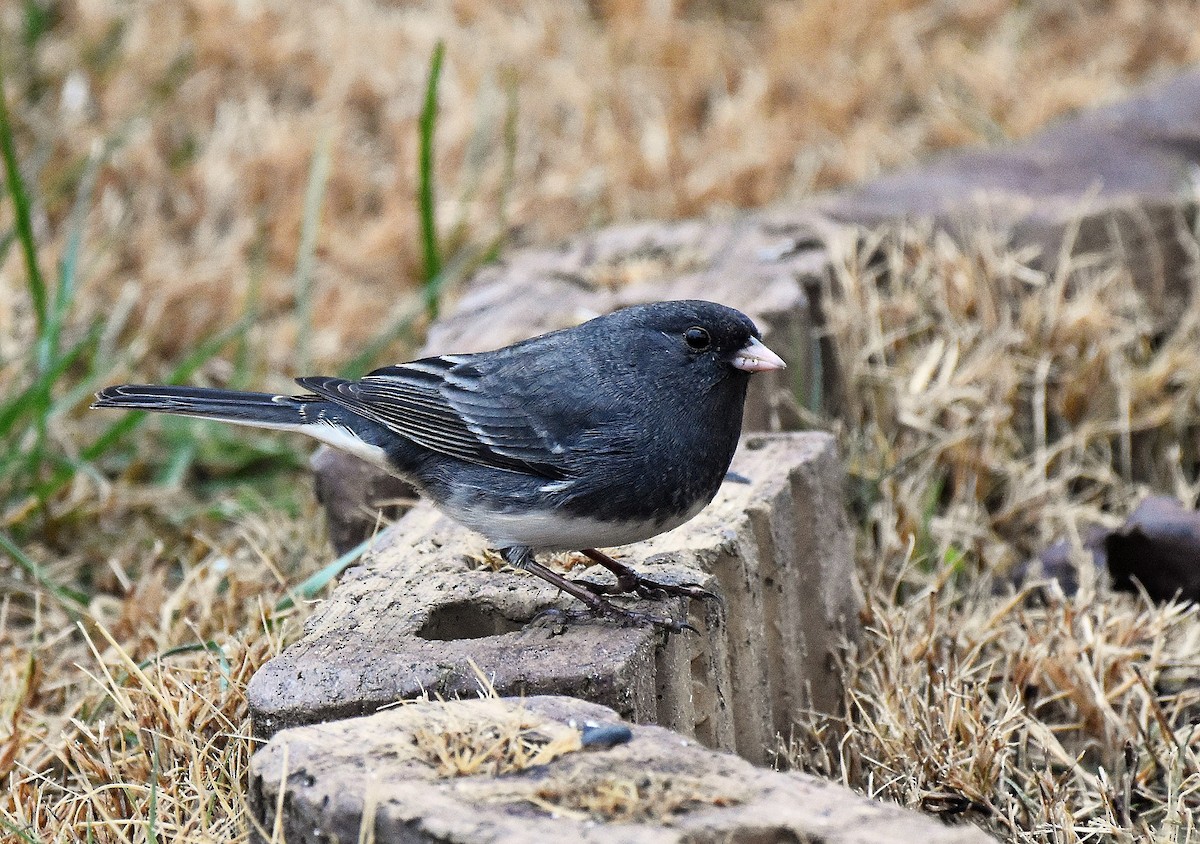 Dark-eyed Junco - ML646242560