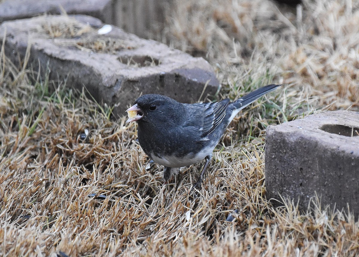 Dark-eyed Junco - ML646242562