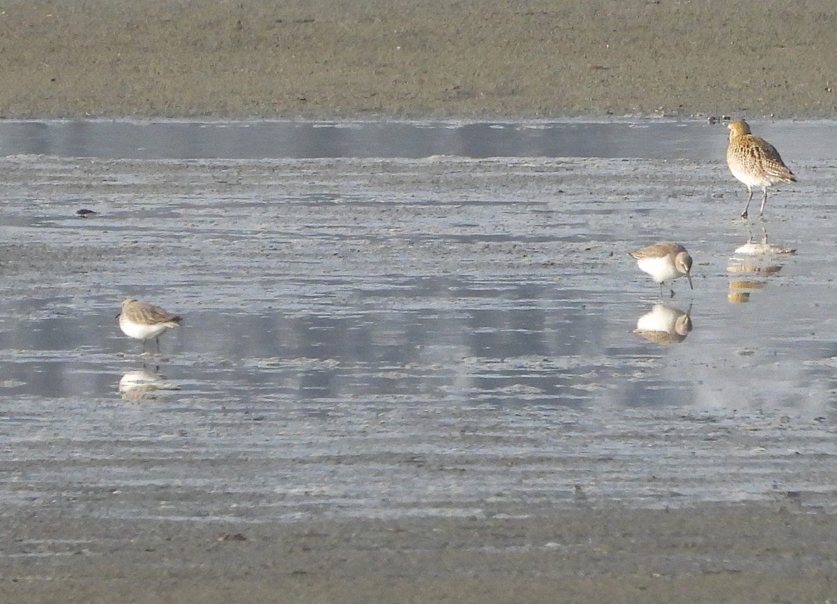 Dunlin - ML646242579