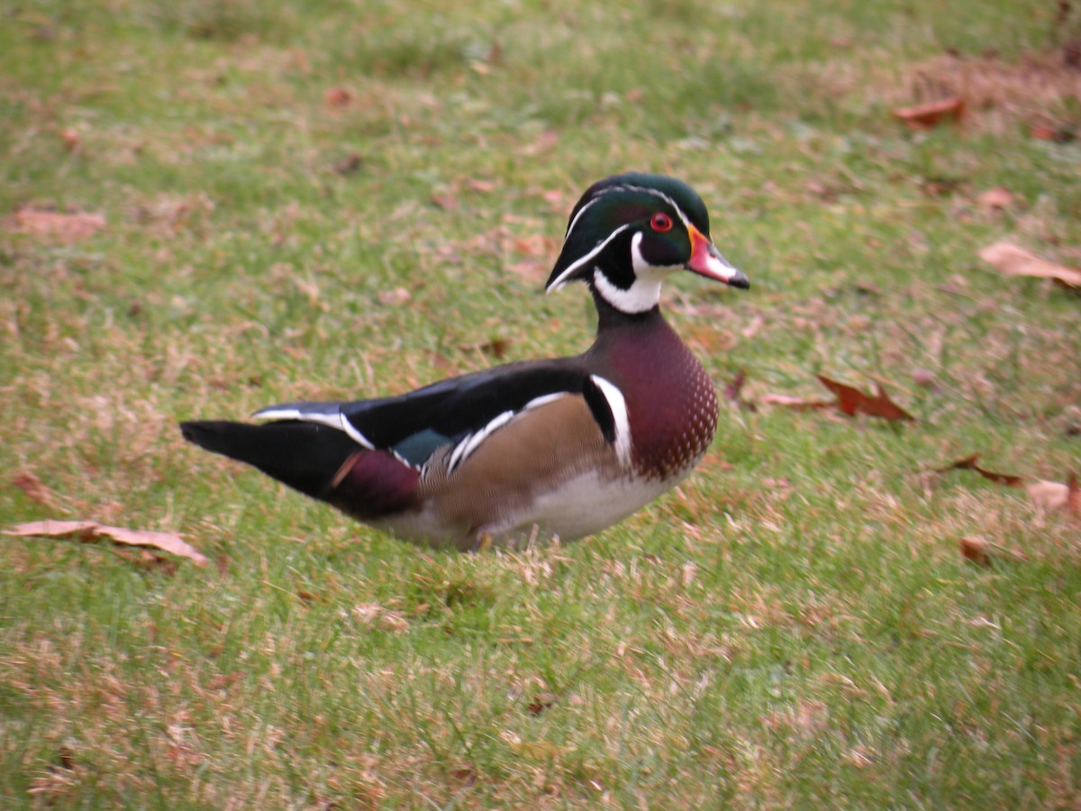 Wood Duck - ML646242580