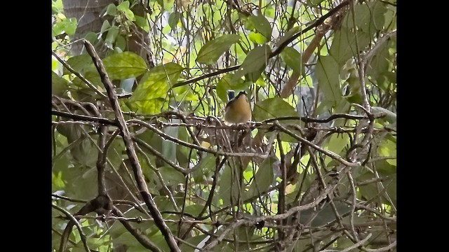 Tickell's Blue Flycatcher - ML646242597