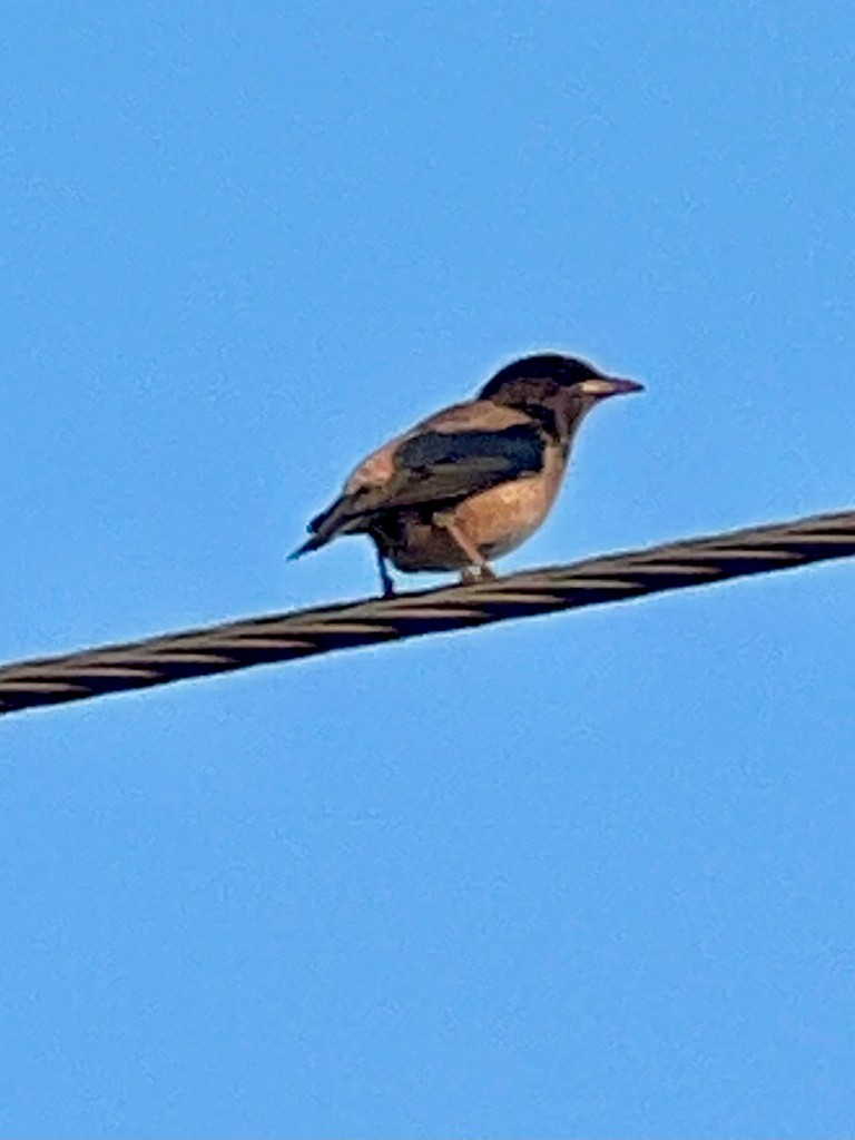 Rosy Starling - ML646242599