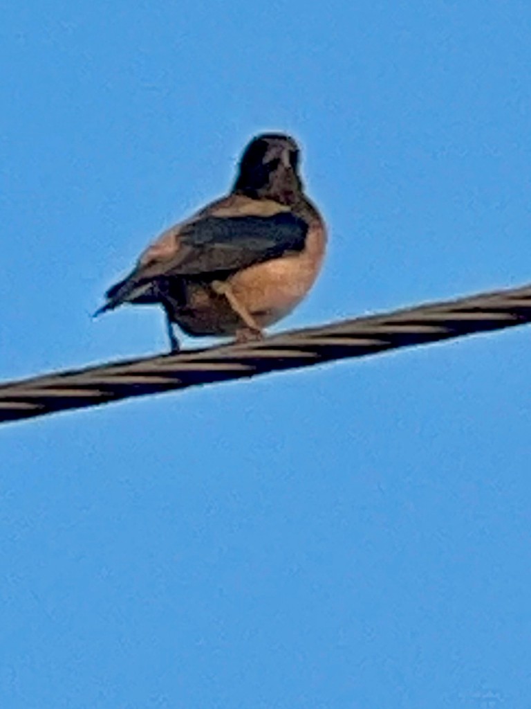 Rosy Starling - ML646242600