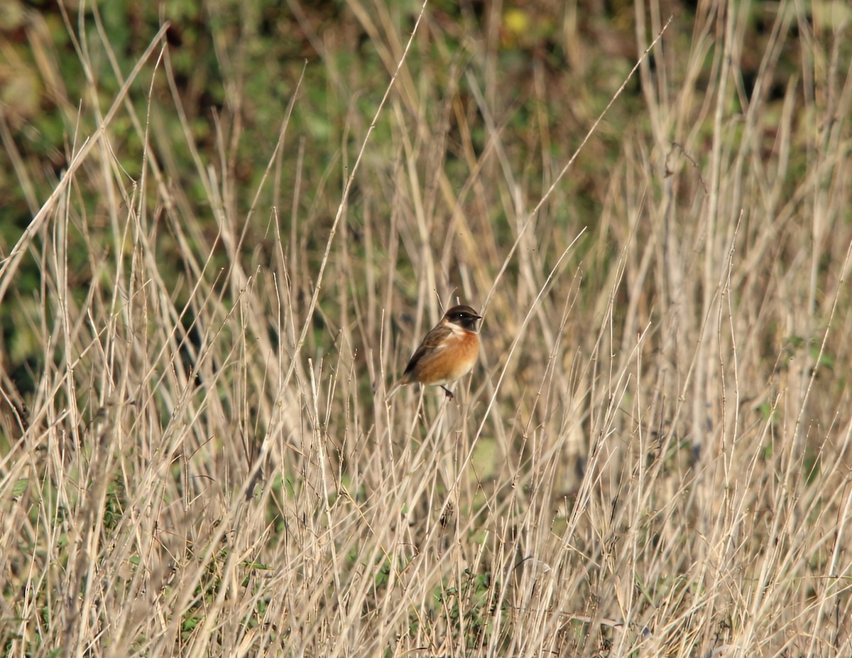 European Stonechat - ML646242601