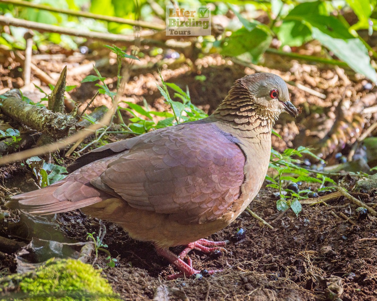White-faced Quail-Dove - ML646242602
