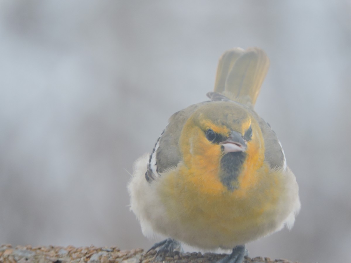 Bullock's Oriole - ML646242606