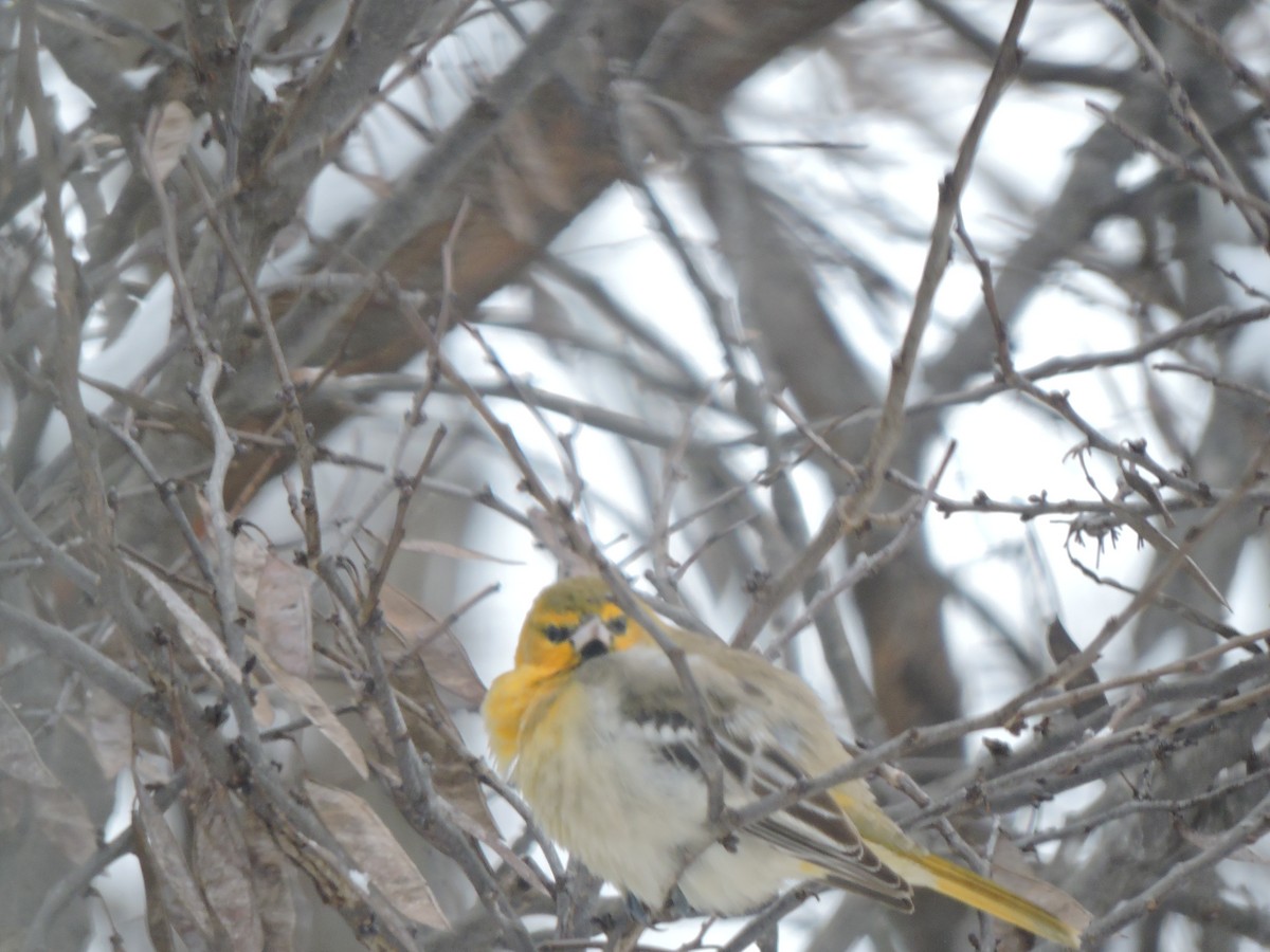 Bullock's Oriole - ML646242607