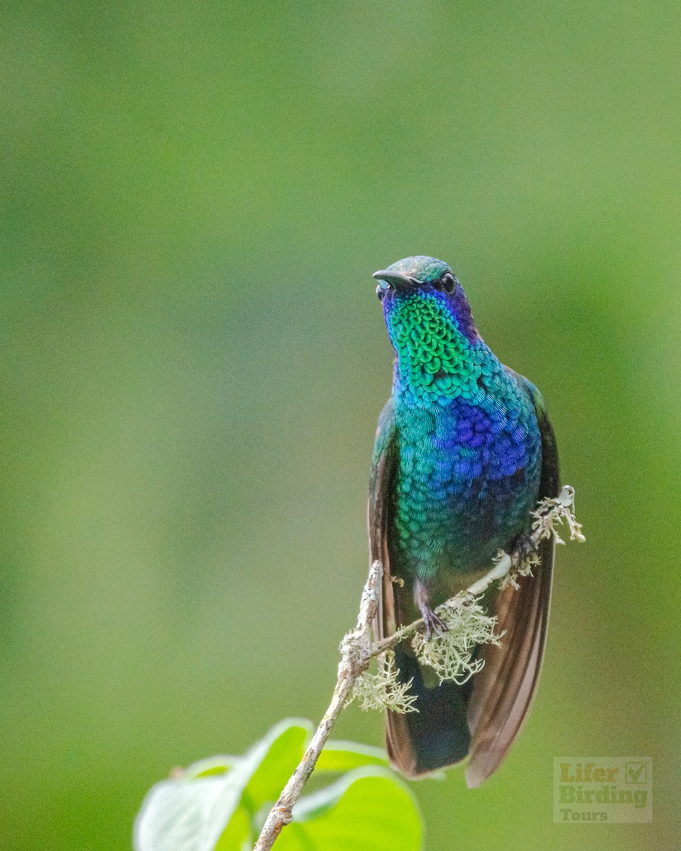 Mexican Violetear - ML646242610
