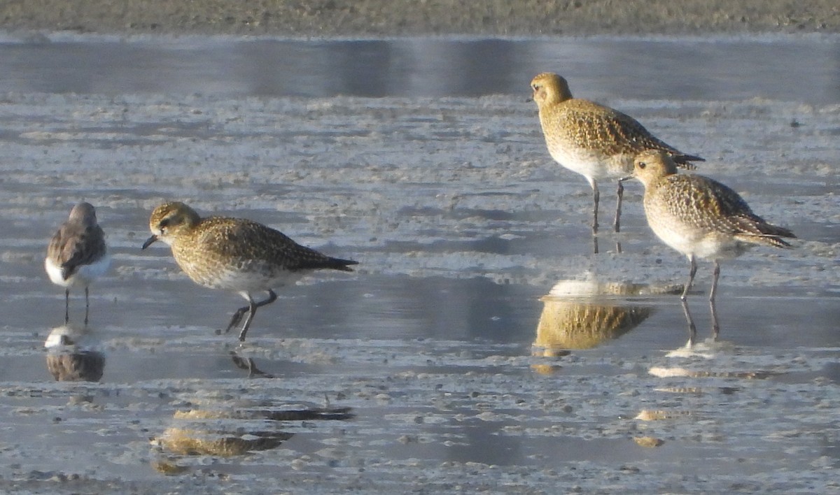 Сивка звичайна - ML646242611