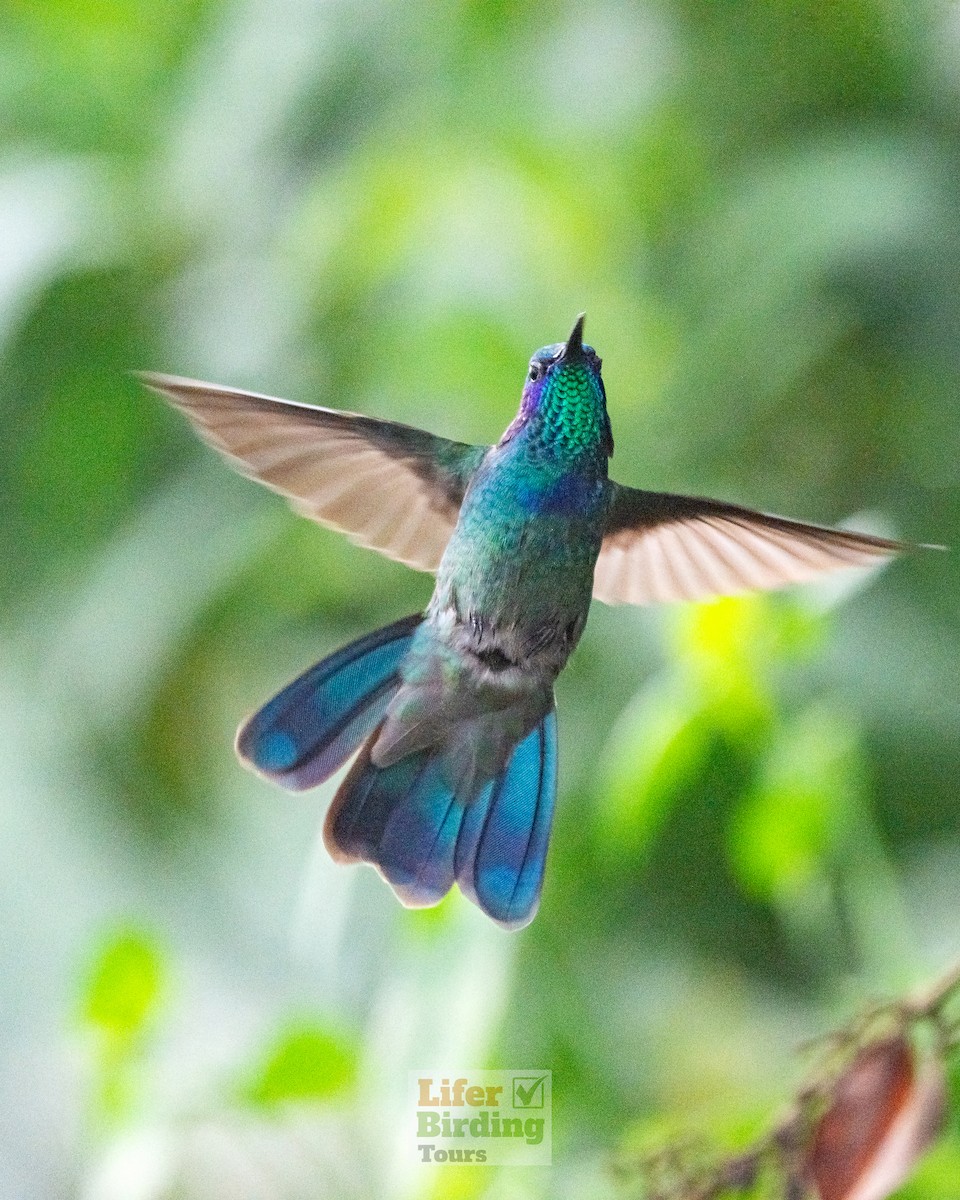 Mexican Violetear - ML646242617