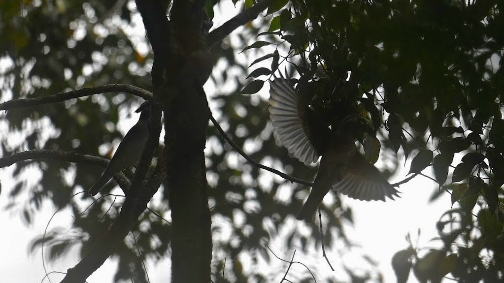 Eyebrowed Thrush - ML646242621