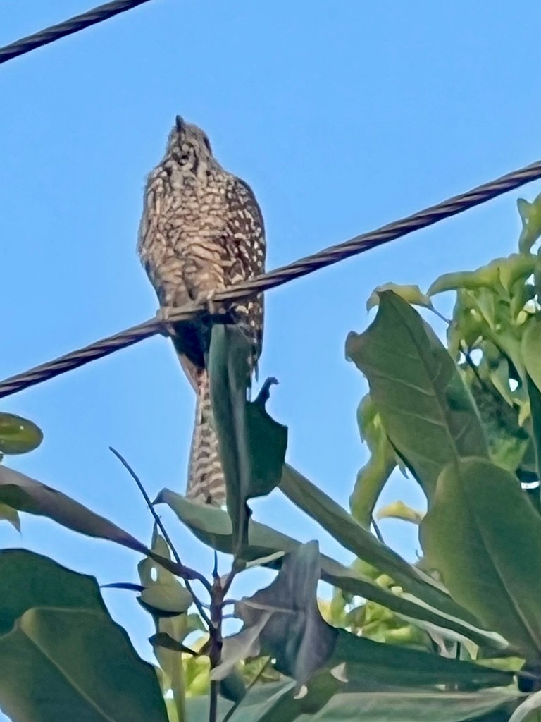 Asian Koel - ML646242623