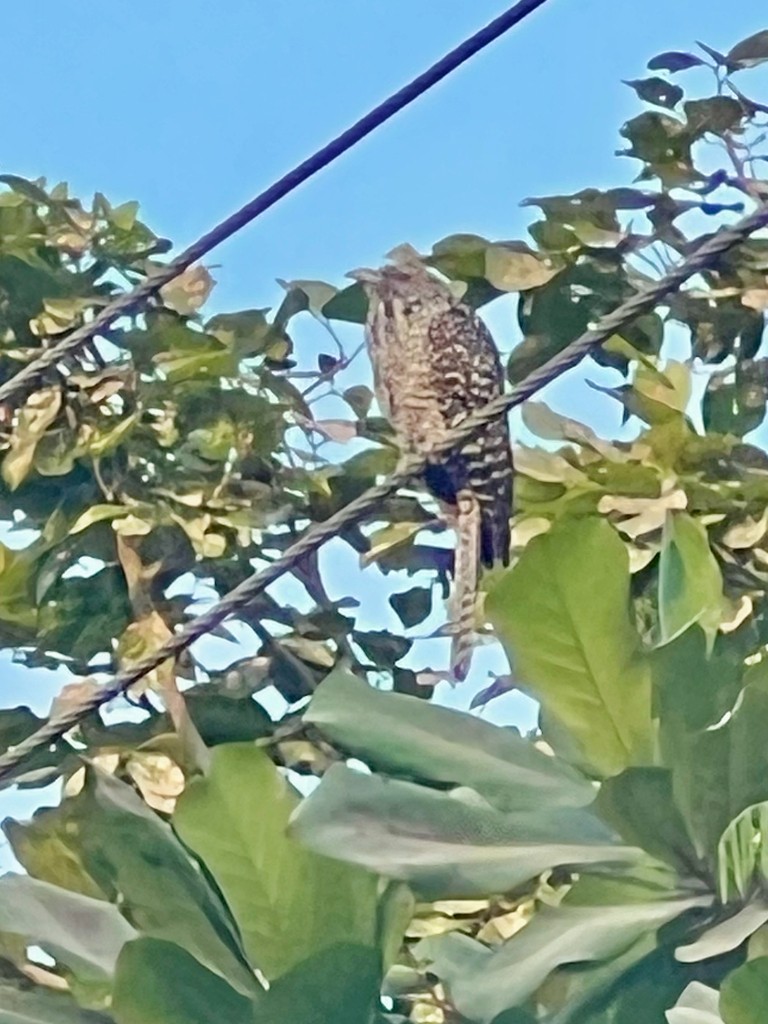 Asian Koel - ML646242624