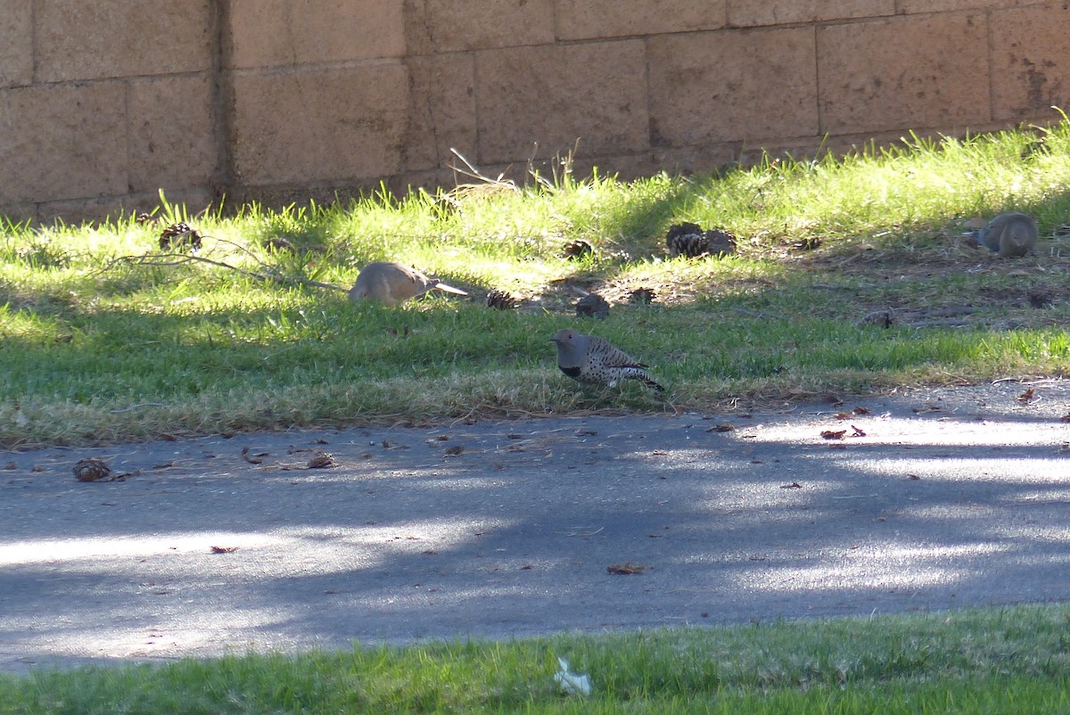 Northern Flicker - ML646242625