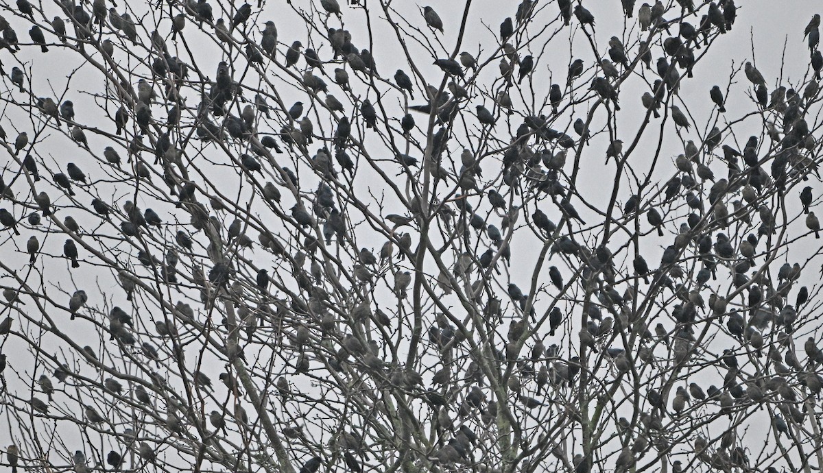 Icteridae sp. - ML646242628