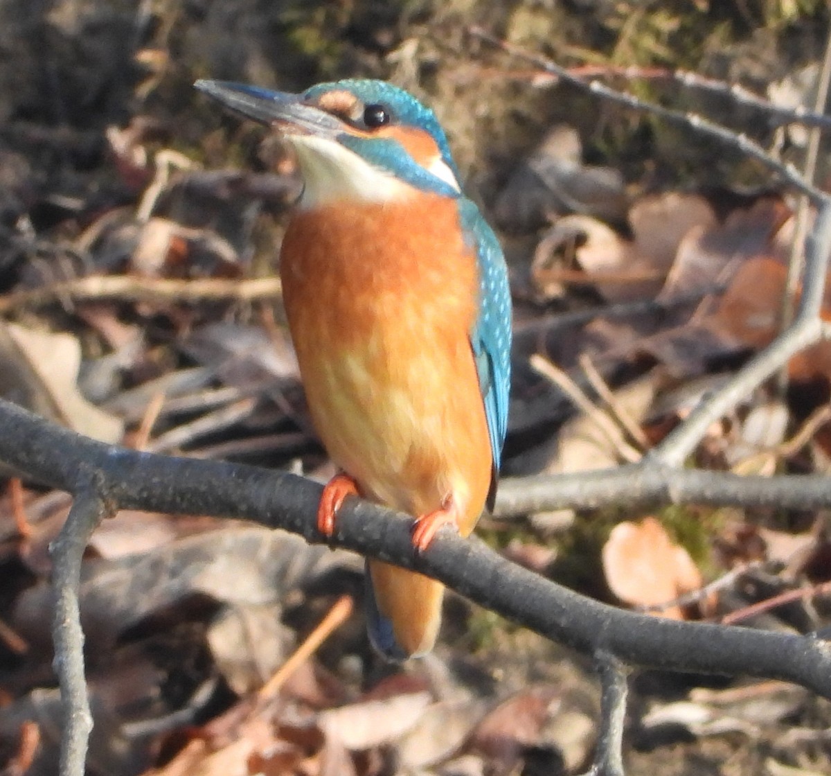 Common Kingfisher - ML646242636
