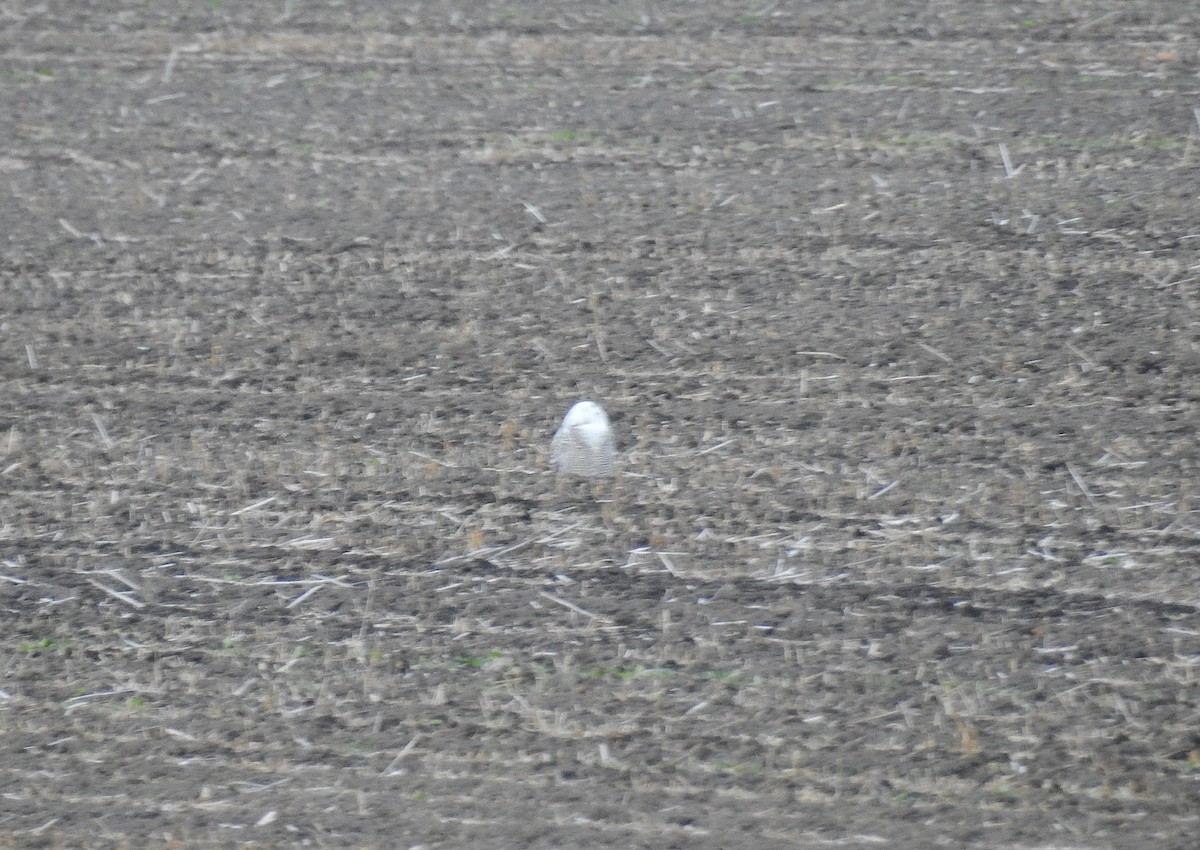 Snowy Owl - ML646242639