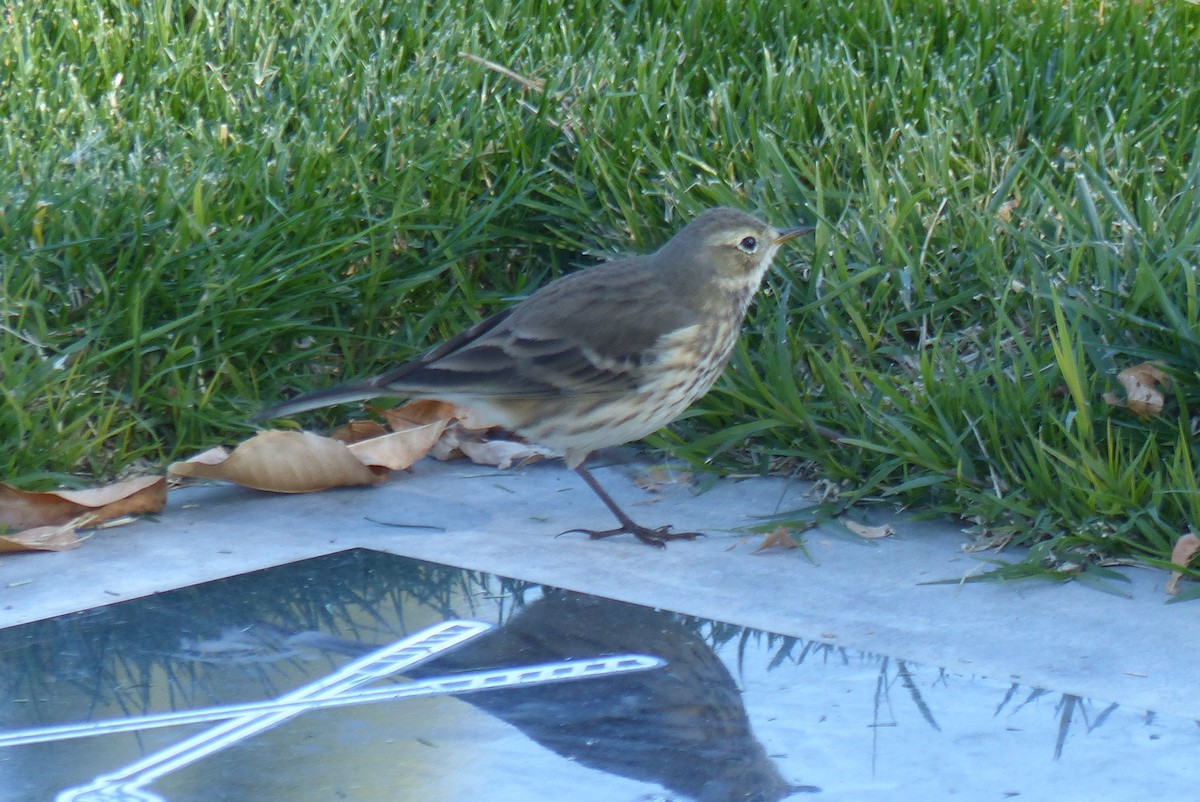 American Pipit - ML646242642