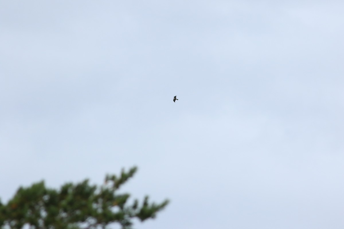 eBird Checklist - 5 Sep 2025 - Hawk Ridge Nature Reserve - 52 species ...