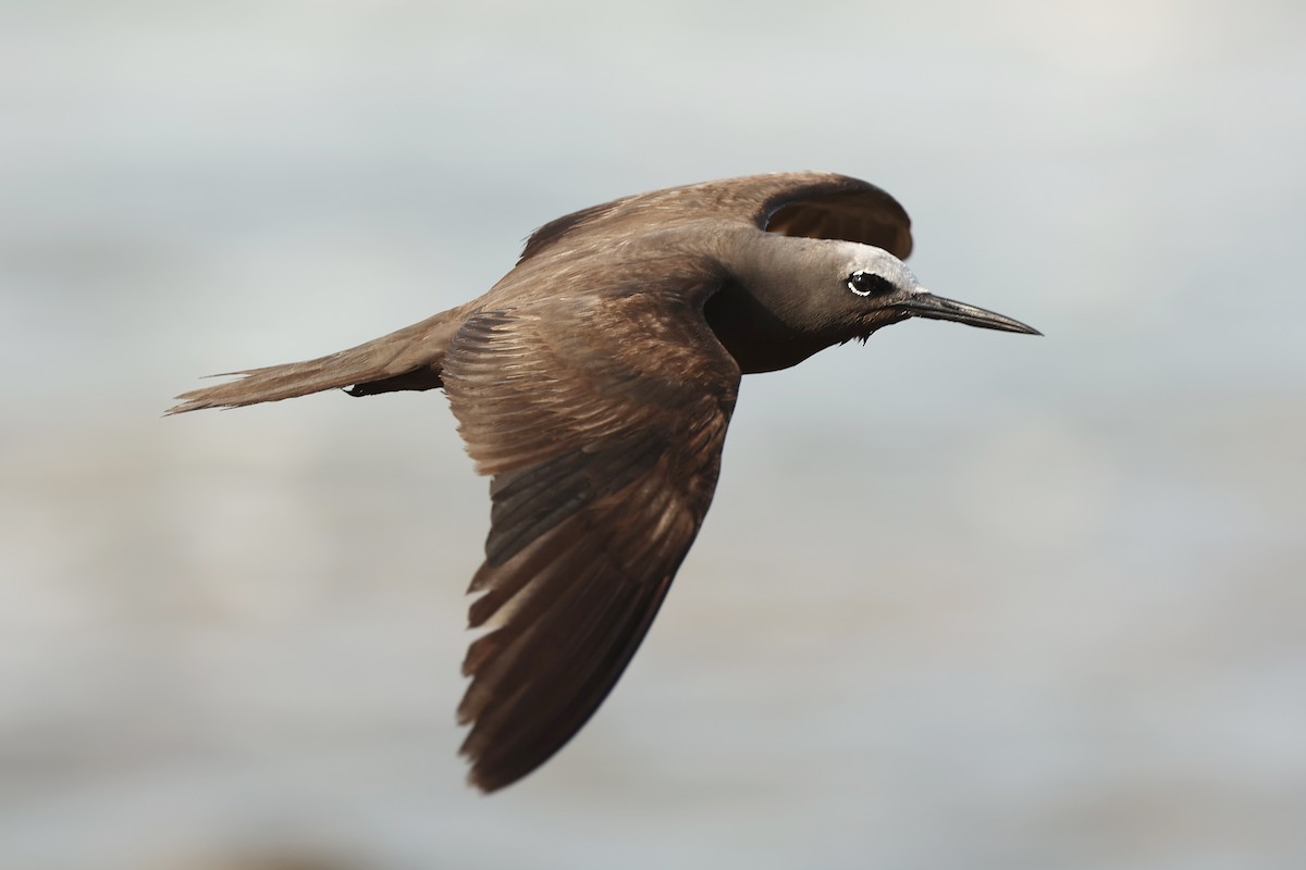 Lesser Noddy - ML646242650