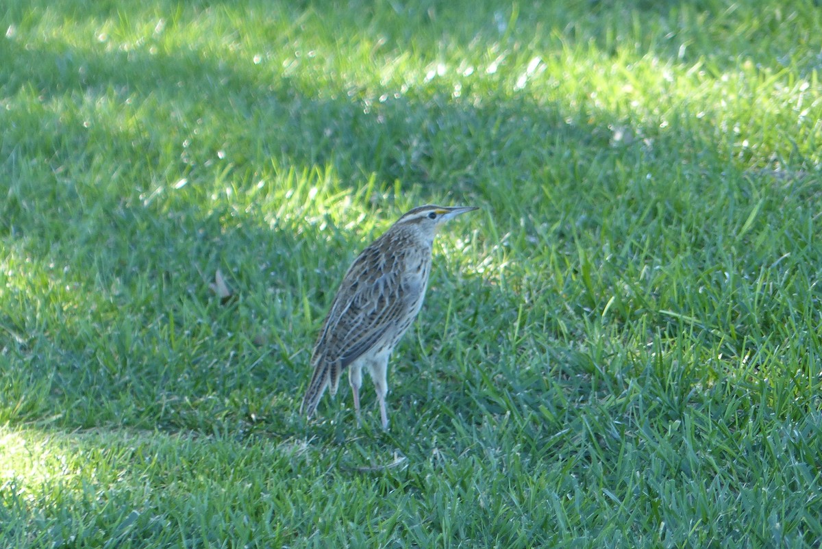 Western Meadowlark - ML646242653