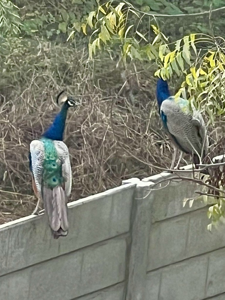Indian Peafowl - ML646242666