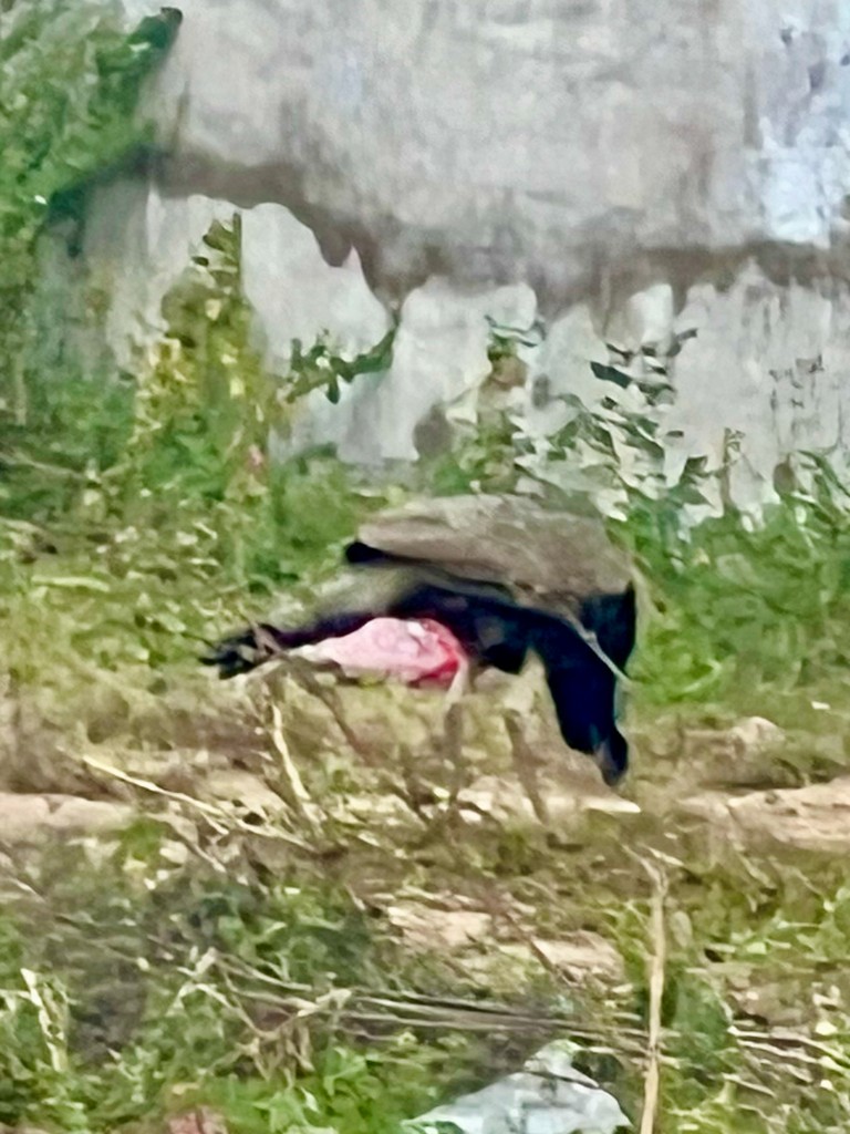 Indian Peafowl - ML646242667