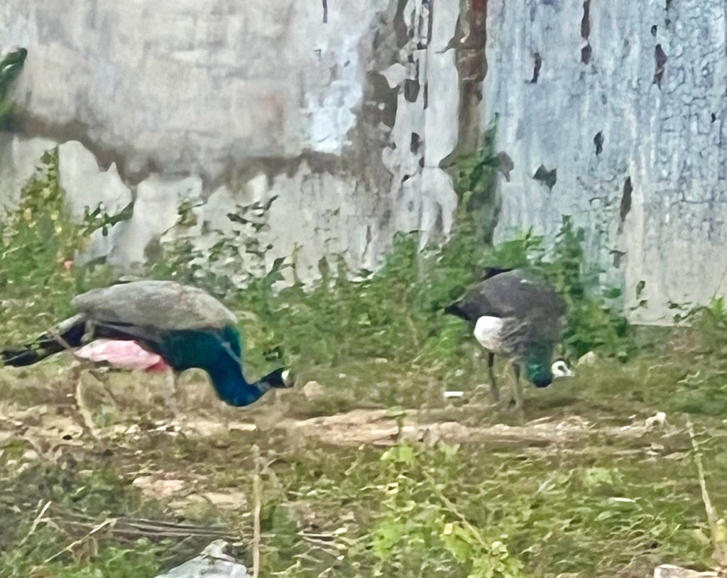 Indian Peafowl - ML646242668