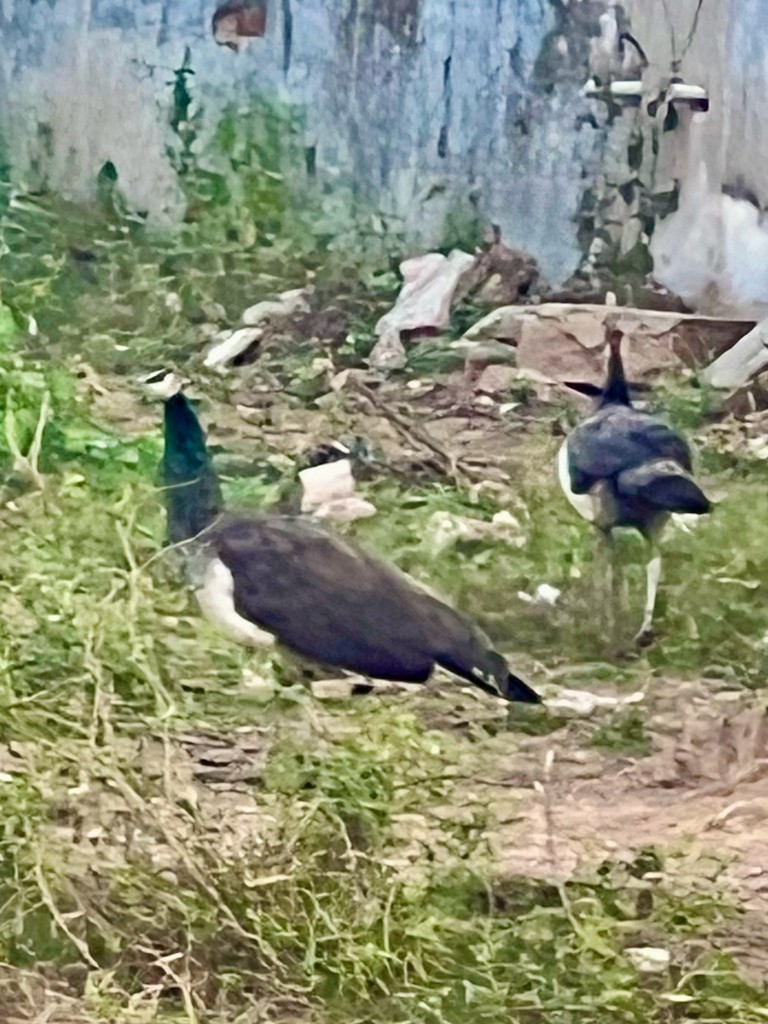 Indian Peafowl - ML646242669