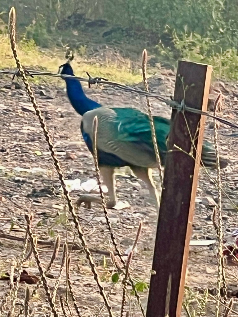 Indian Peafowl - ML646242670