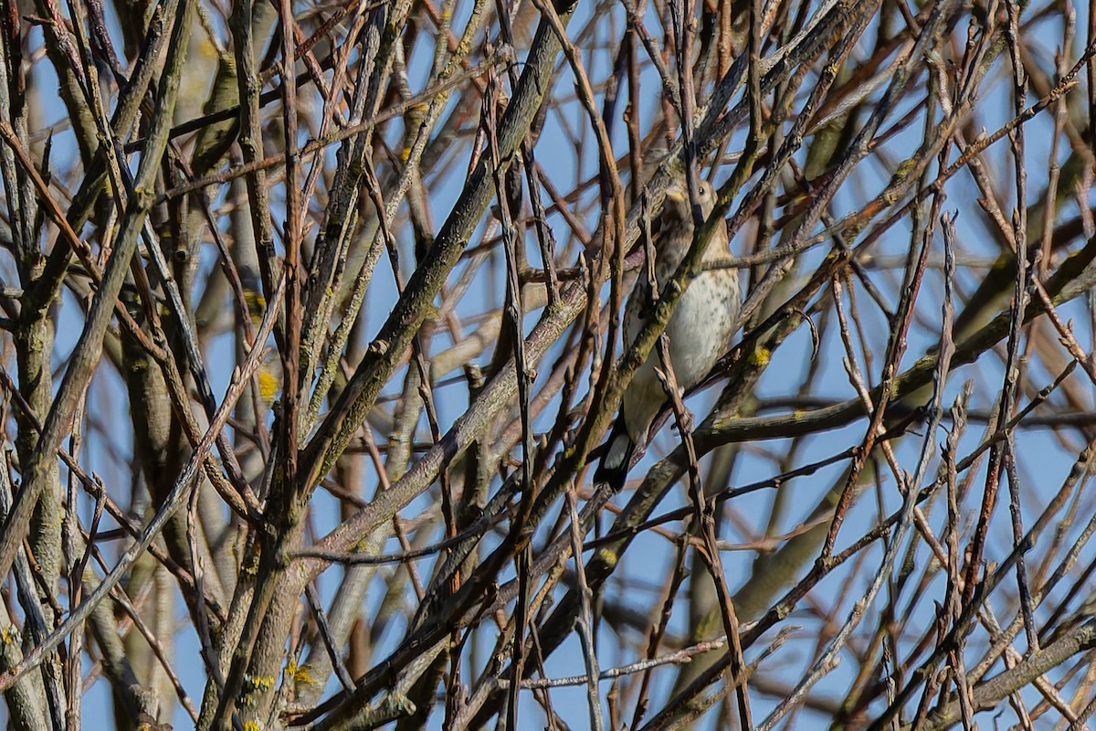 passerine sp. - ML646242671