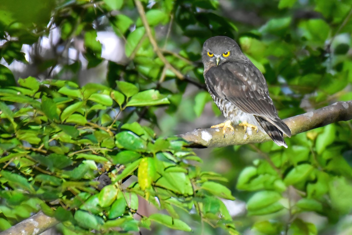Brown Boobook - ML646242683