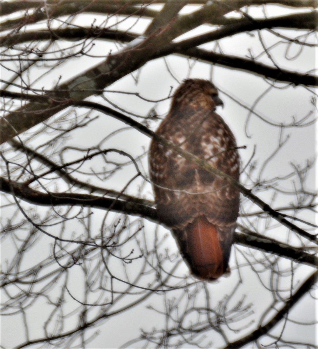 Busardo Colirrojo - ML646242686