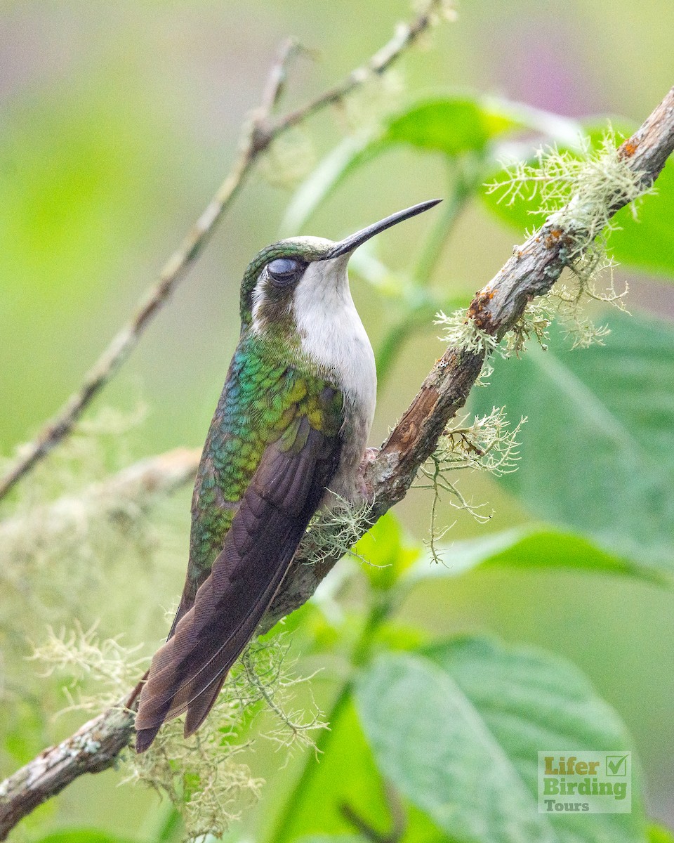 Green-throated Mountain-gem - ML646242687