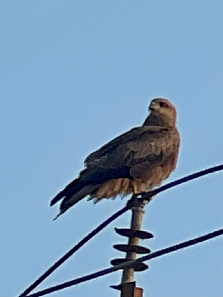 Black Kite - ML646242698