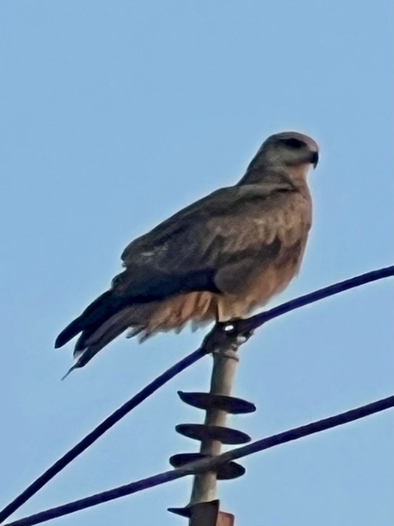 Black Kite - ML646242699