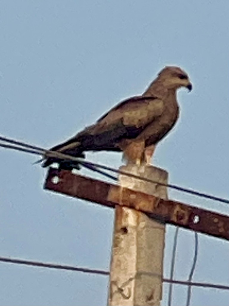 Milano Negro - ML646242700