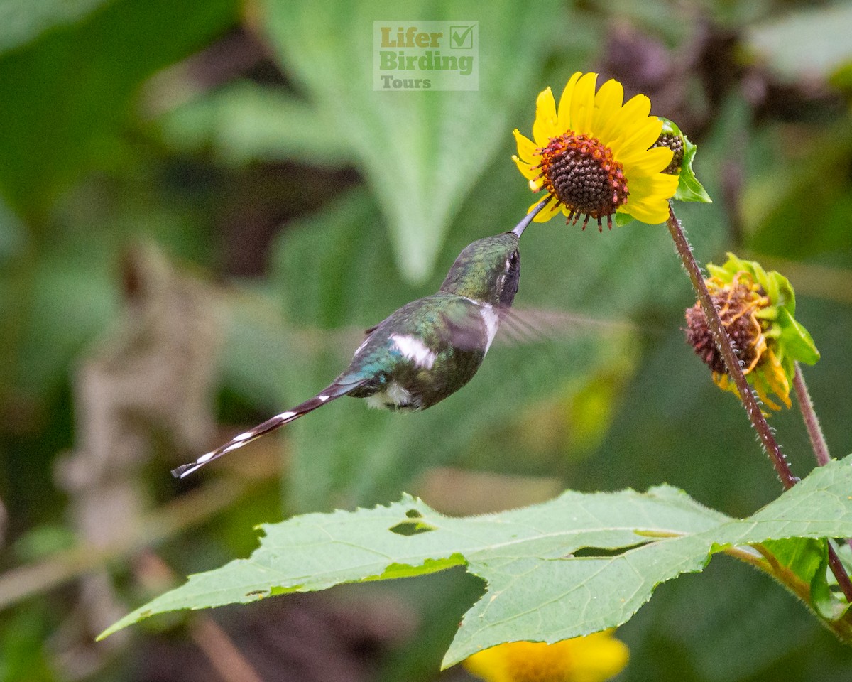 Colibrí de Dupont - ML646242701