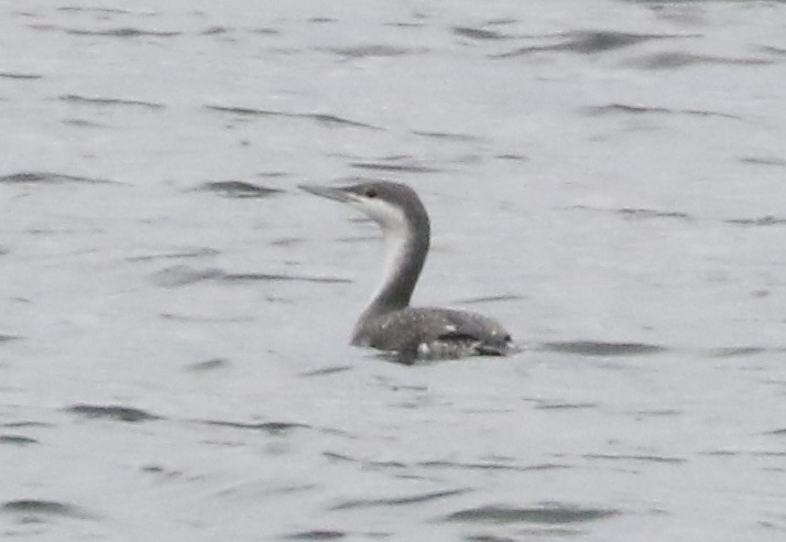 Colimbo Chico - ML646242703