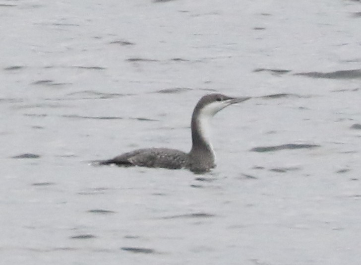 Colimbo Chico - ML646242704