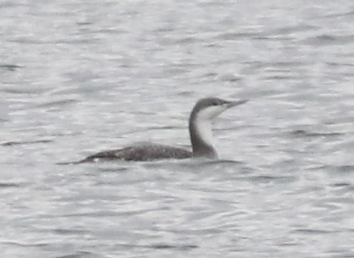 Colimbo Chico - ML646242705