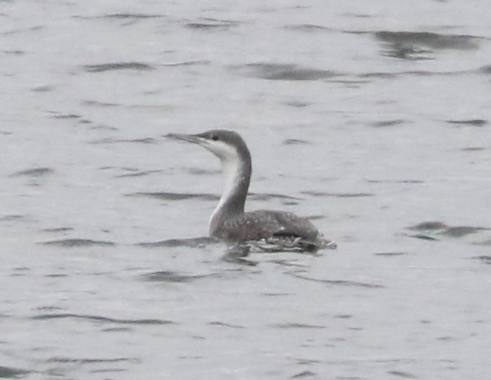 Colimbo Chico - ML646242706