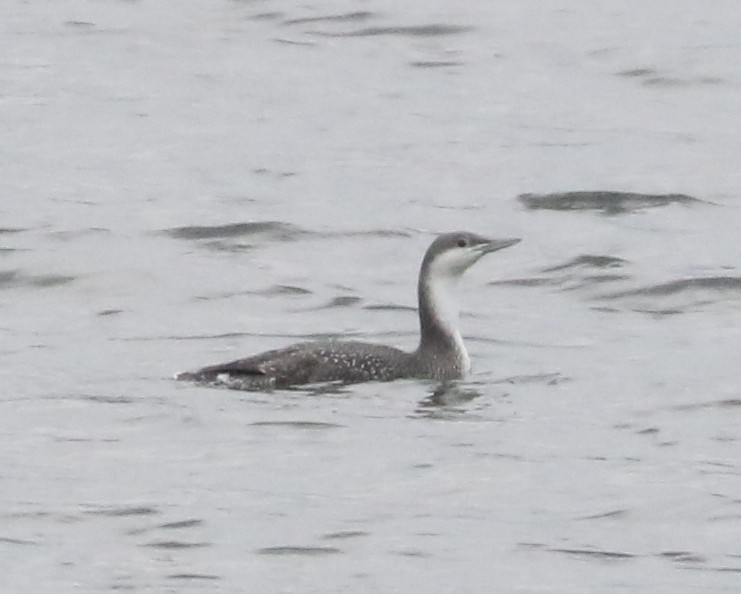 Colimbo Chico - ML646242707